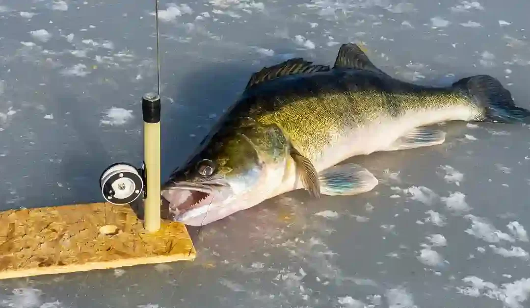 Best Ice Fishing Rod and Reel Combo for Walleye Review 2023