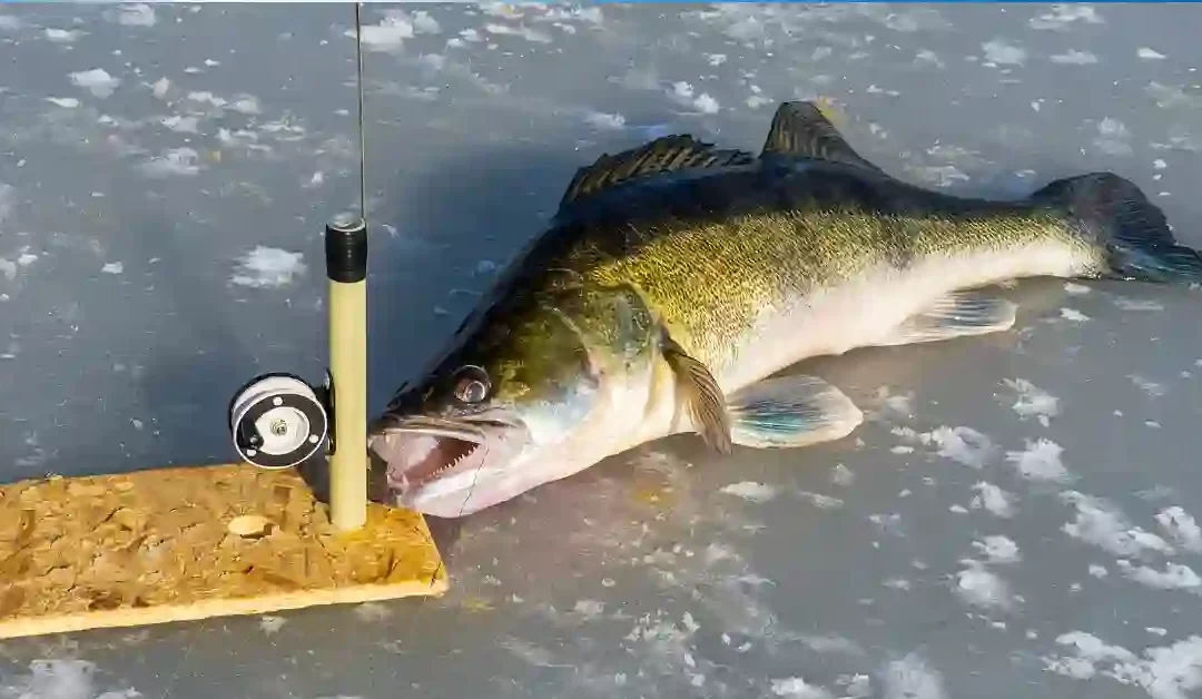 The Best Ice Fishing Rod For Walleye Reviews – Our Prime 5 Picks 2023