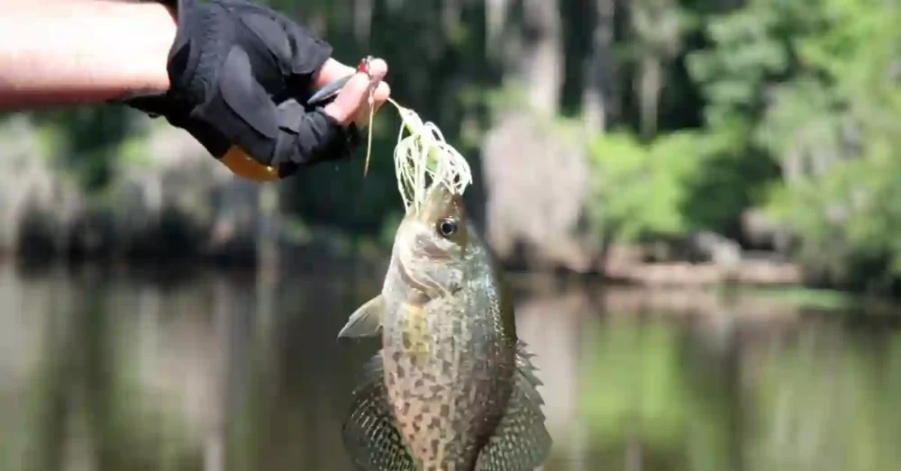 Best Rod For Crappie Fishing Reviews - Our Top 5 Picks | Reviewslists